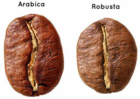פולי קפה ערביקה ורובוסטה